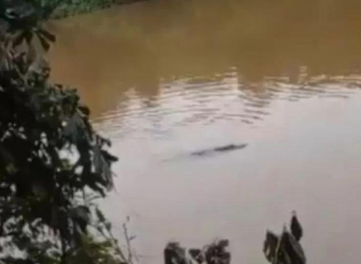 Warga Diminta Waspada Terkait Kemunculan Buaya Sungai Kampar
